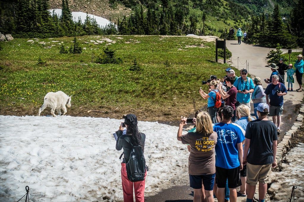 Visitors along a paved trail at Logan Pass in Glacier National Park photograph a mountain goat walking across a snow patch.